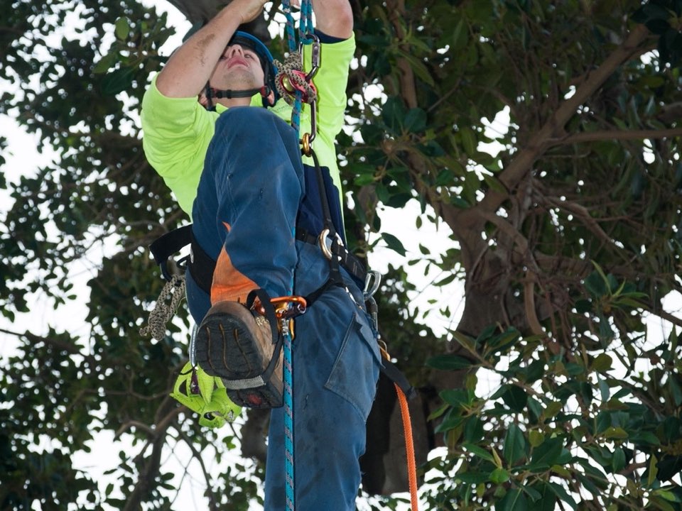 Qualified arborist working in a mature tree during a property survey in Aberdeenshire