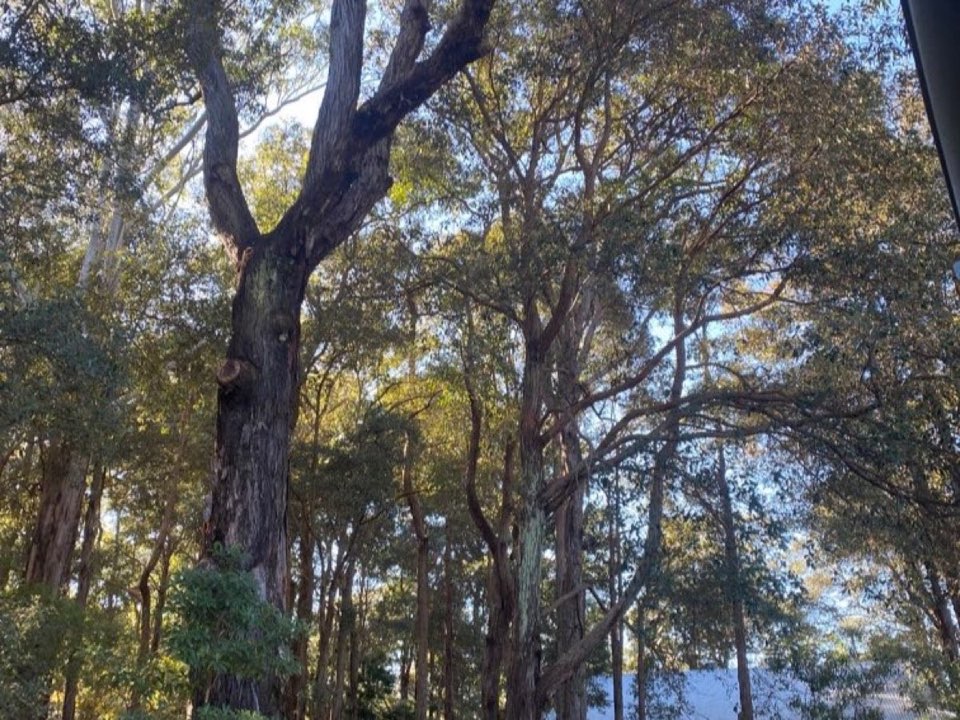 Mature trees in a Aberdeenshire parkland setting due for routine re-inspection